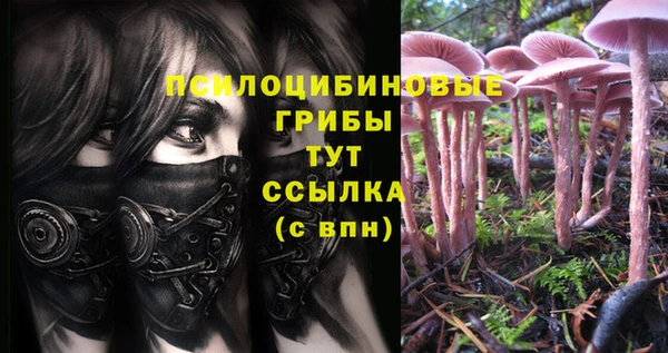 гидра Новозыбков